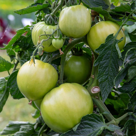 Cordon Tomato 'Big Daddy'