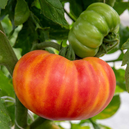 Tomato 'Sweetest Collection'