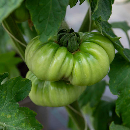 Cordon Tomato 'Buffalosun'