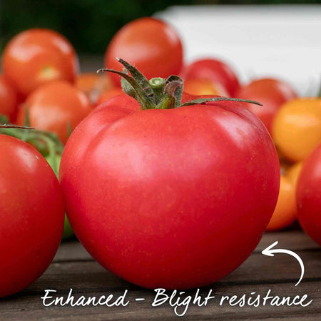 Tomato Seeds 'Salad Honey Moon' F1