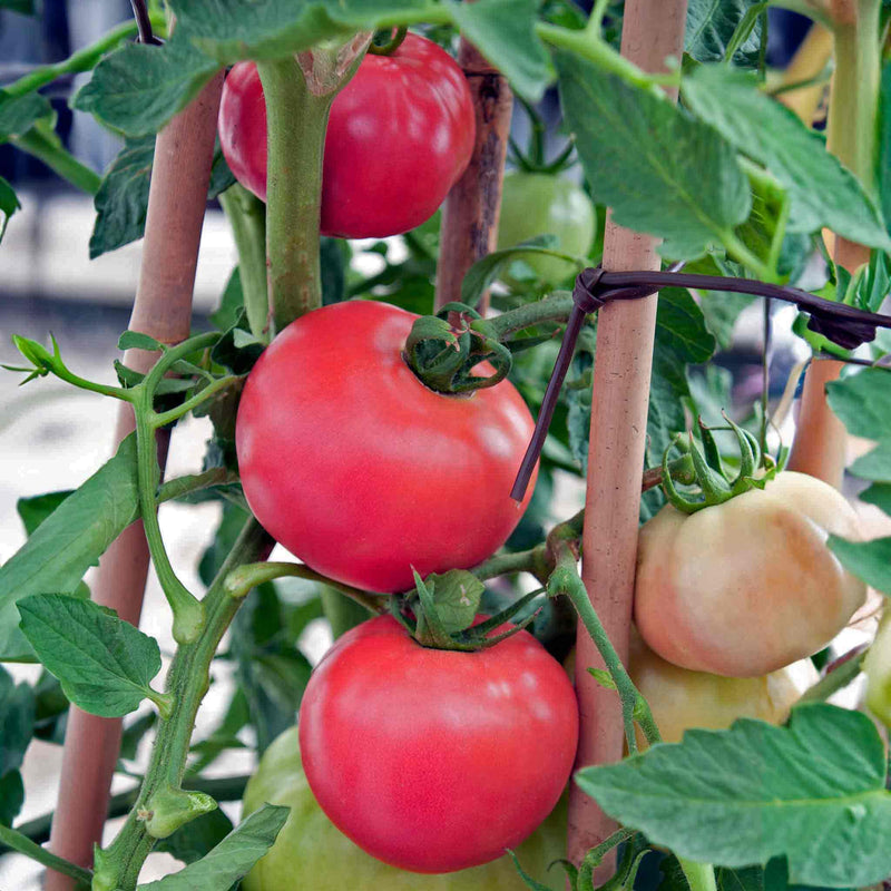 Tomato Seeds 'Salad Honey Moon' F1