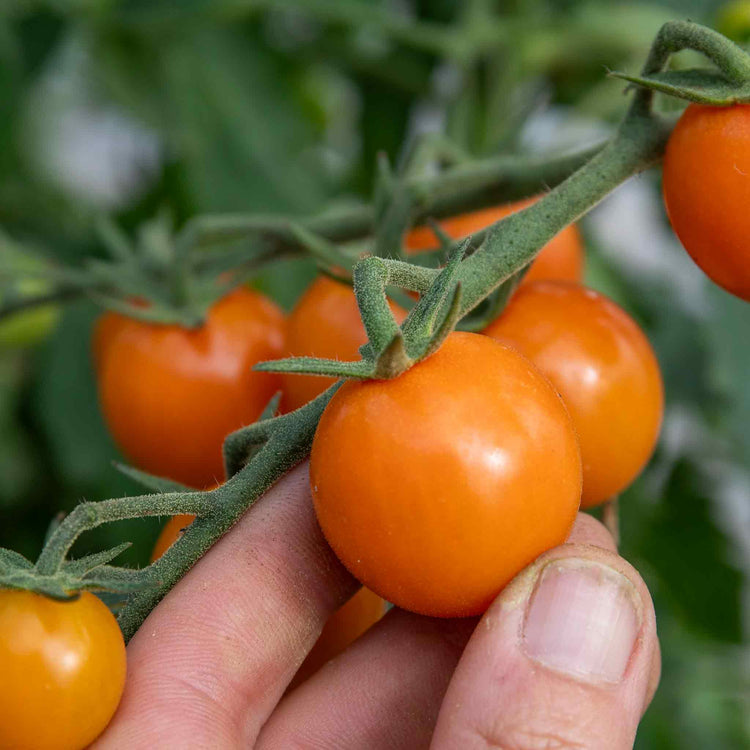 Tomato Seeds 'Honeycomb'