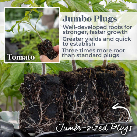 Bush Tomato 'Summerlast'