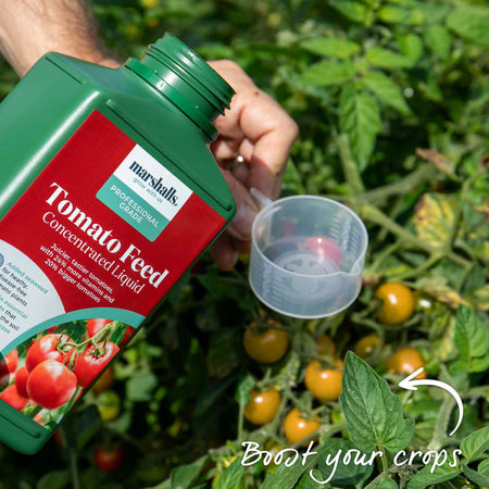 Tomato Seeds 'Orangeto' F1