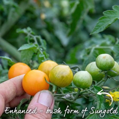 Tomato Seeds 'Orangeto' F1