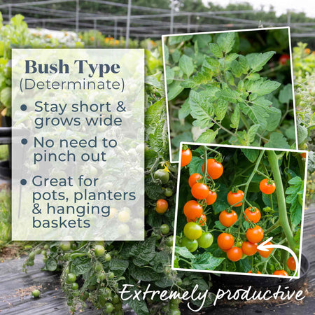 Tomato Seeds 'Orangeto' F1