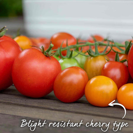 Tomato Seeds 'Orangeto' F1
