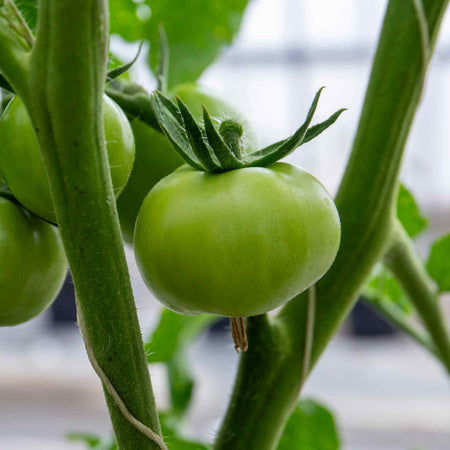 Cordon Tomato 'Paoline'