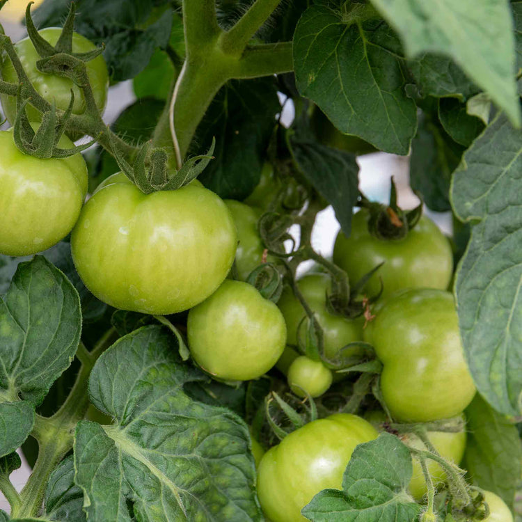 Tomato Seeds 'Summerlast' F1