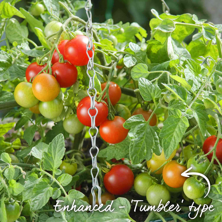 Tomato Seeds 'Terenzo' F1
