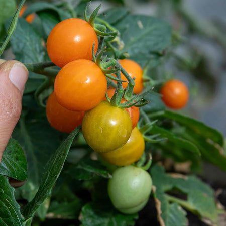 Bush Tomato 'Tiny Temptations Orange'