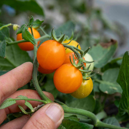 Tomato Seeds 'Tiny Temptations'