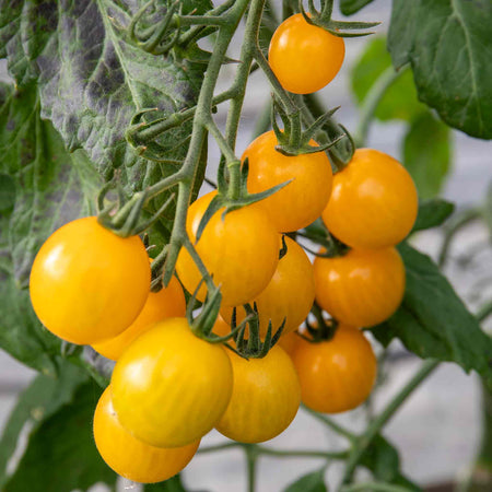 Tomato Seeds 'Yellow Mimi' F1