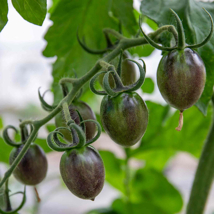 Cordon Tomato 'Black Moon'