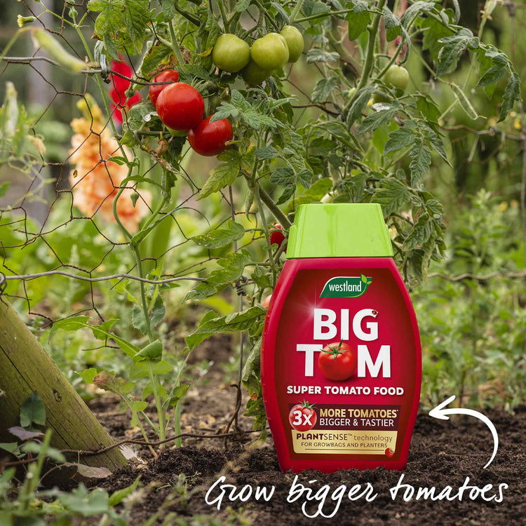 Tomato Seeds 'Supersteak'