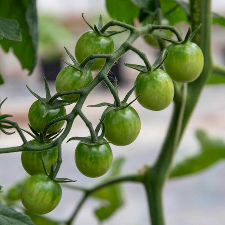 Tomato Seeds 'Honeycomb'