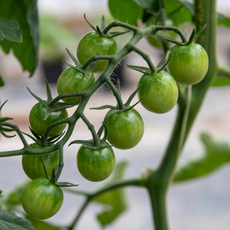 Tomato Seeds 'Honeycomb'