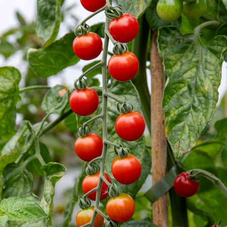 Tomato Seeds 'Sweet Success' F1