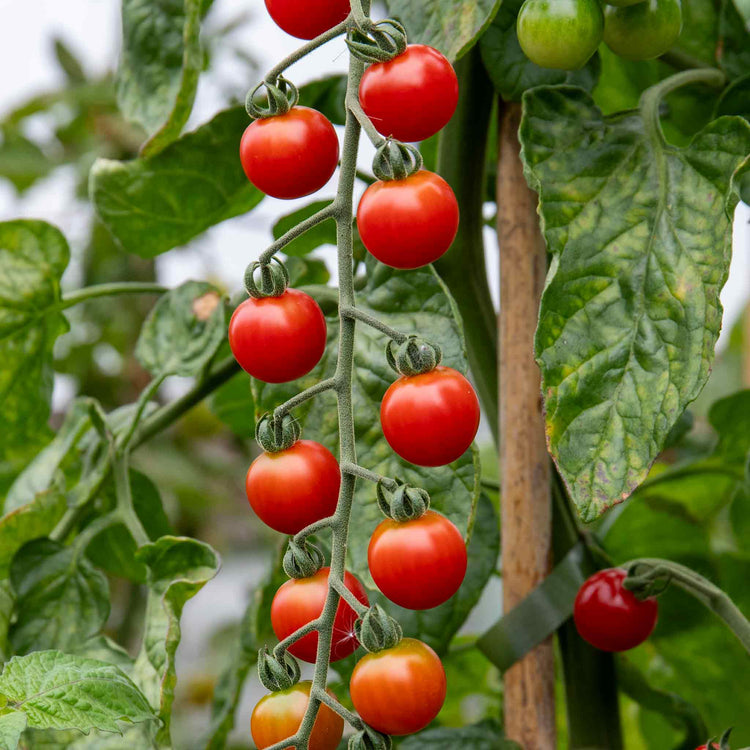 Tomato Seeds 'Sweet Success' F1
