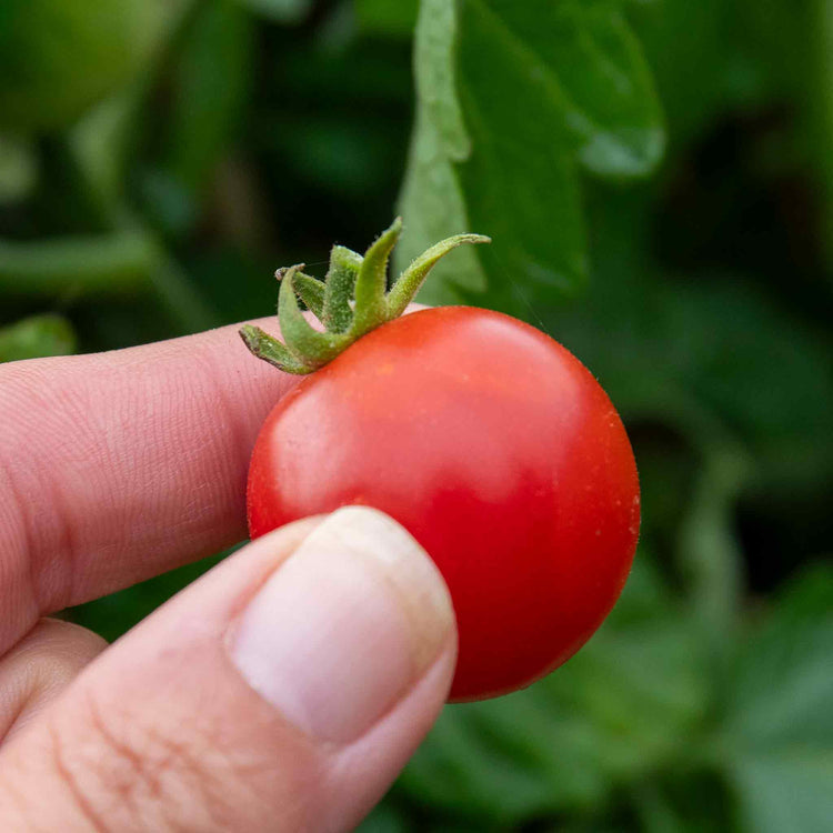 Tomato Seeds 'Sweet Success' F1