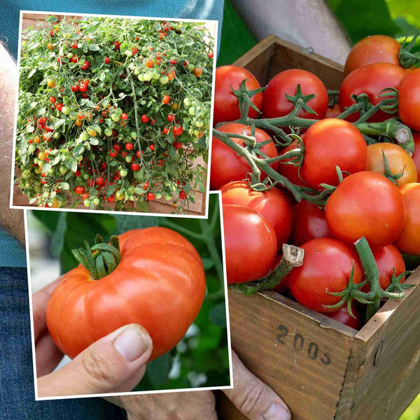 Tomato 'Outdoor Collection'