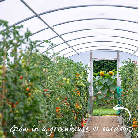 Cordon Tomato 'Buffalosun'