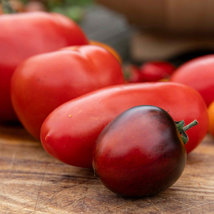 Cordon Tomato 'Black Moon'