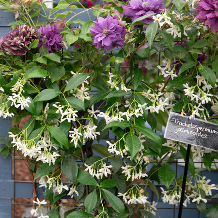 Star Jasmine