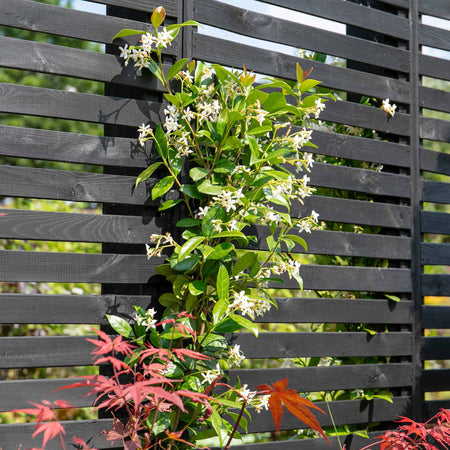 Star Jasmine