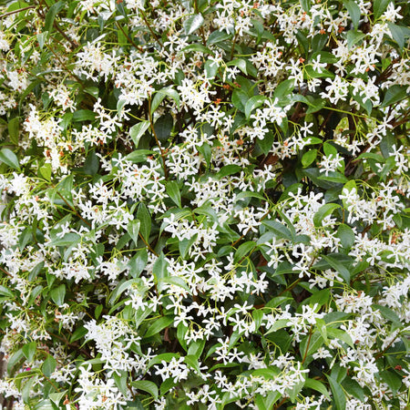 Star Jasmine