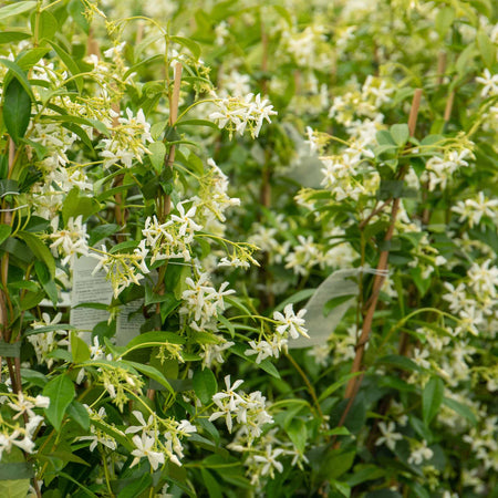 Star Jasmine