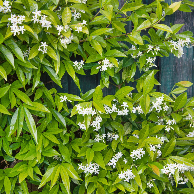 Star Jasmine