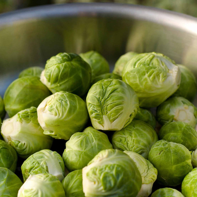 Brussels Sprout 'Trafalgar'