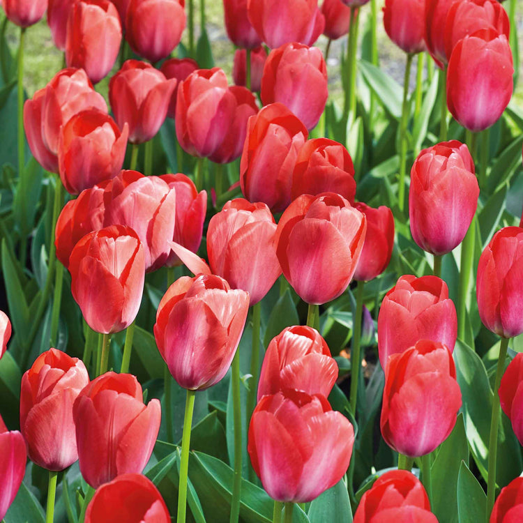 Tulip 'Van Eijk'
