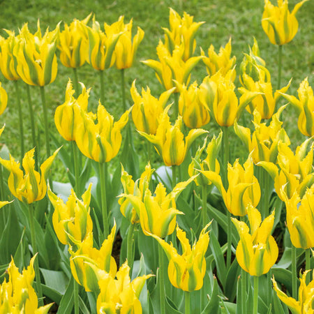Tulip 'Green Mile'
