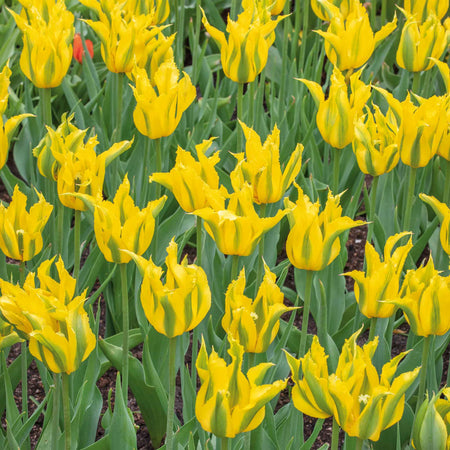 Tulip 'Green Mile'