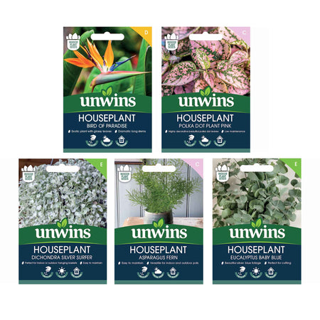 Houseplant Seed Growing Kit – 5 Varieties