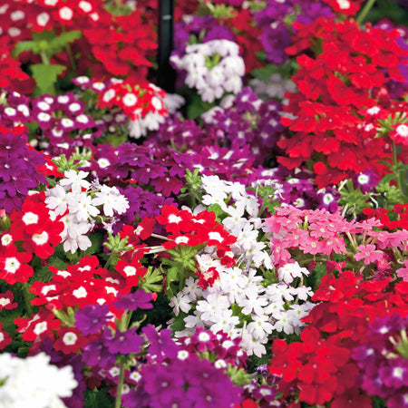 Verbena 'Quartz XP Mixed'
