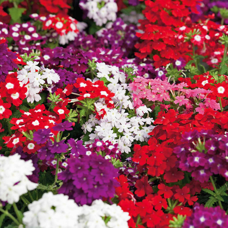 Verbena 'Quartz XP Mixed'