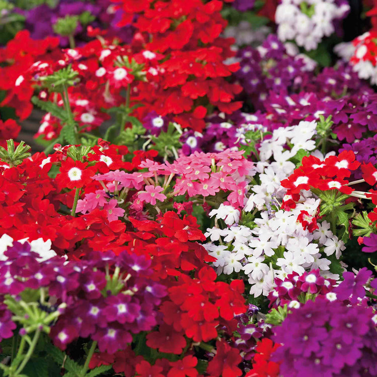 Verbena 'Quartz XP Mixed'