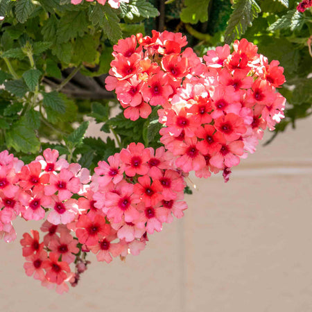 Verbena 'Showboat Mango' Orange
