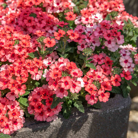 Verbena 'Showboat Mango' Orange