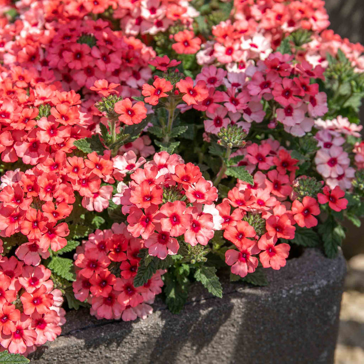 Verbena 'Showboat Mango' Orange