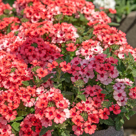 Verbena 'Showboat Mango' Orange