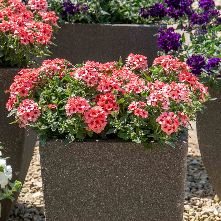 Verbena 'Showboat Mango' Orange