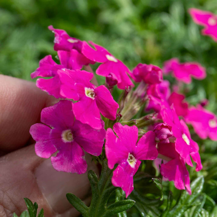Verbena 'Vera Pink'