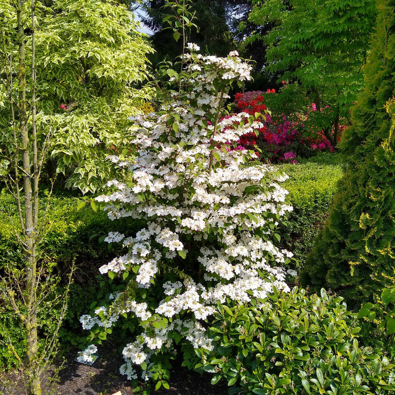 Viburnum Plicatum 'Kilimanjaro'