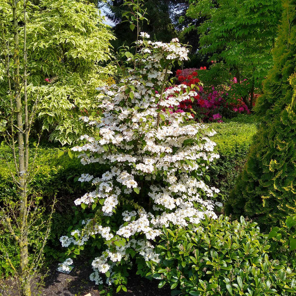 Viburnum Plicatum 'Kilimanjaro'