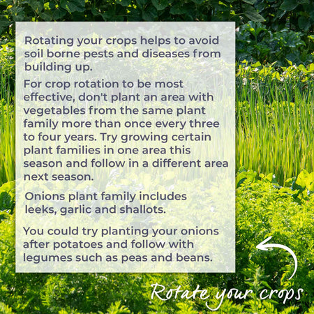 Onion Seeds 'Walla Walla'