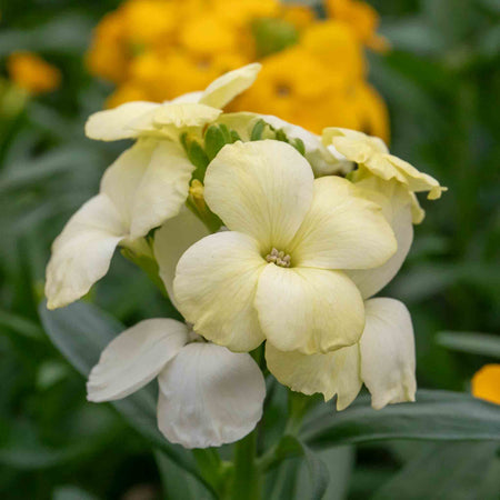Wallflower 'Dwarf Bedder Mix'